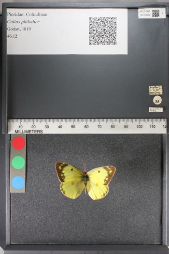 Media type: image;   Entomology 119262
